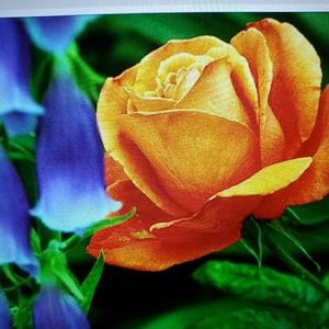 Meet your Posher, Dawn